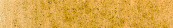 Yellow Wood Fustic